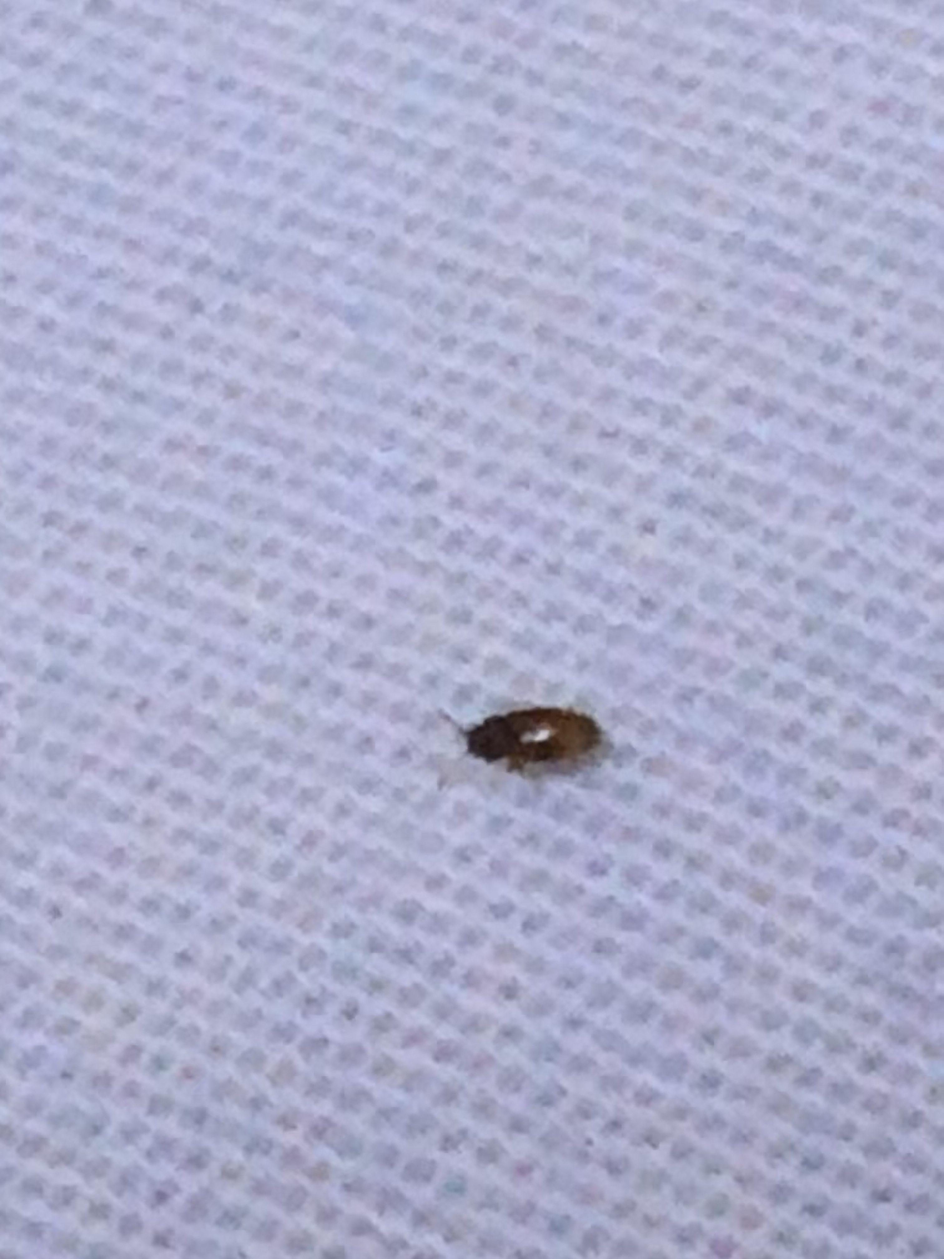 床上总能发现小虫子怎么消灭